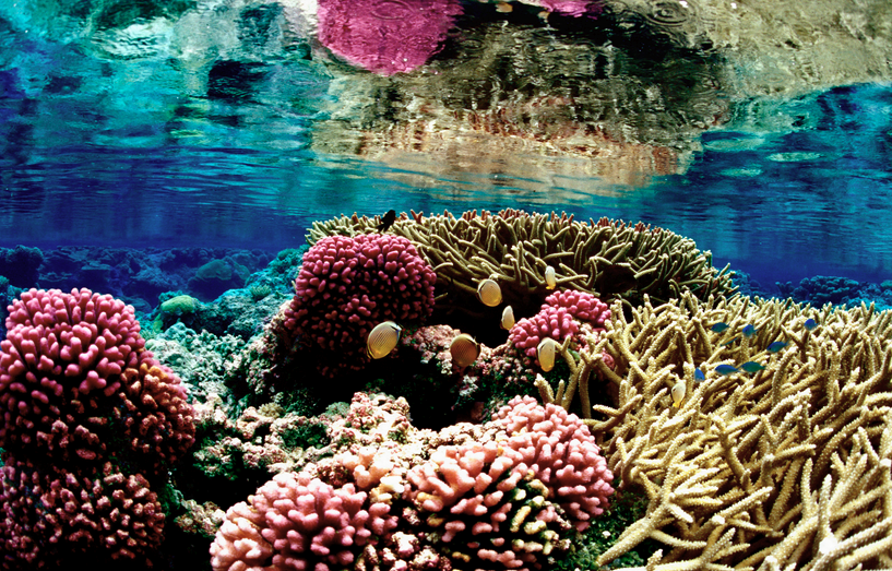 Basic coral biology